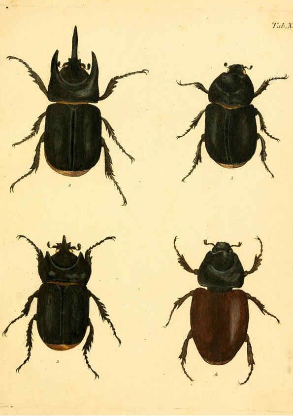 Reproducción/Reproduction 6008235201: Abbildungen zu Karl Illiger's Uebersetzung von Olivier's Entomologie plates Nürnberg :Gedruckt auf Kosten des Herausgebers,1802-1803