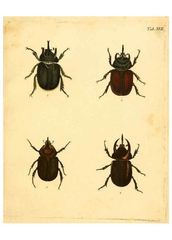 Reproducción/Reproduction 6008782804: Abbildungen zu Karl Illiger's Uebersetzung von Olivier's Entomologie plates Nürnberg :Gedruckt auf Kosten des Herausgebers,1802-1803