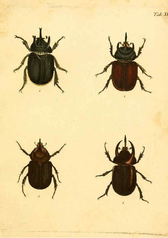 Reproducción/Reproduction 6008782804: Abbildungen zu Karl Illiger's Uebersetzung von Olivier's Entomologie plates Nürnberg :Gedruckt auf Kosten des Herausgebers,1802-1803