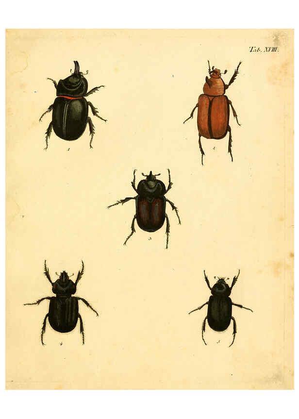 Reproducción/Reproduction 6008782982: Abbildungen zu Karl Illiger's Uebersetzung von Olivier's Entomologie plates Nürnberg :Gedruckt auf Kosten des Herausgebers,1802-1803