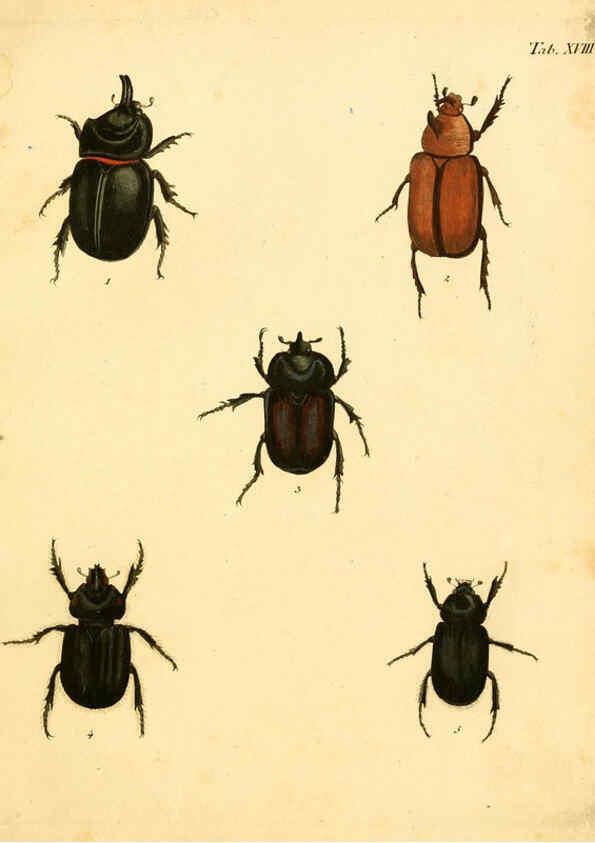 Reproducción/Reproduction 6008782982: Abbildungen zu Karl Illiger's Uebersetzung von Olivier's Entomologie plates Nürnberg :Gedruckt auf Kosten des Herausgebers,1802-1803