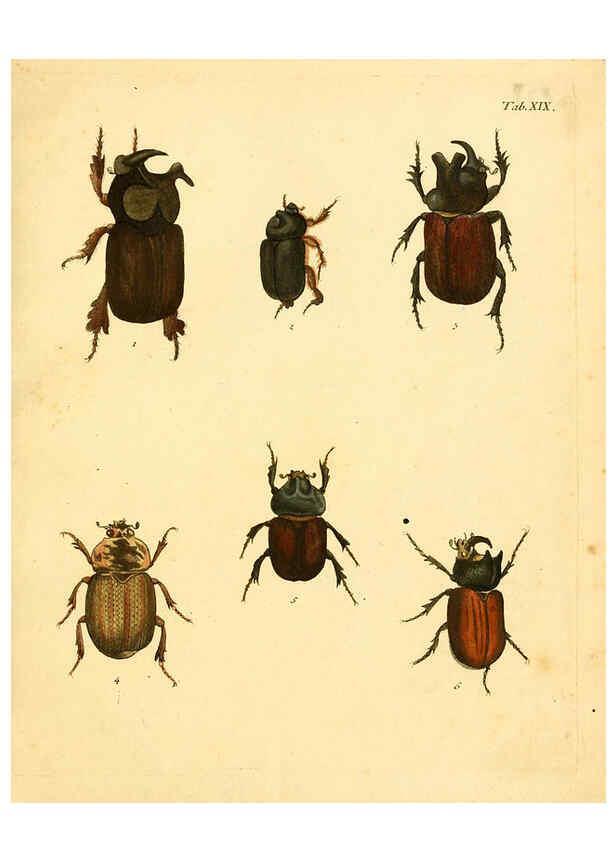 Reproducción/Reproduction 6008783216: Abbildungen zu Karl Illiger's Uebersetzung von Olivier's Entomologie plates Nürnberg :Gedruckt auf Kosten des Herausgebers,1802-1803