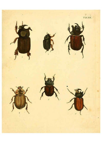 Reproducción/Reproduction 6008783216: Abbildungen zu Karl Illiger's Uebersetzung von Olivier's Entomologie plates Nürnberg :Gedruckt auf Kosten des Herausgebers,1802-1803