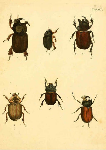 Reproducción/Reproduction 6008783216: Abbildungen zu Karl Illiger's Uebersetzung von Olivier's Entomologie plates Nürnberg :Gedruckt auf Kosten des Herausgebers,1802-1803