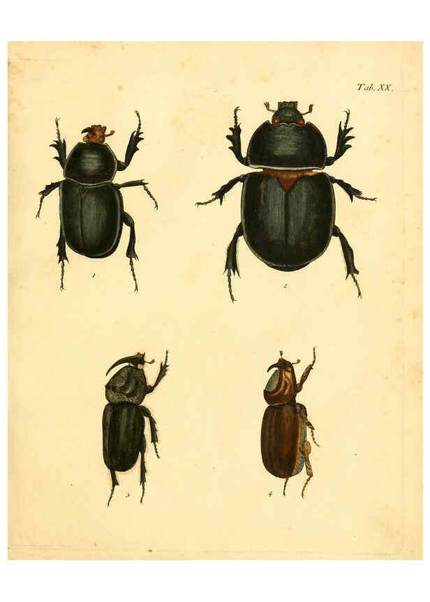 Reproducción/Reproduction 6008783366: Abbildungen zu Karl Illiger's Uebersetzung von Olivier's Entomologie plates Nürnberg :Gedruckt auf Kosten des Herausgebers,1802-1803