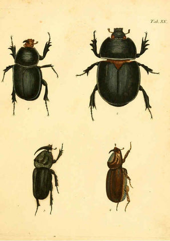 Reproducción/Reproduction 6008783366: Abbildungen zu Karl Illiger's Uebersetzung von Olivier's Entomologie plates Nürnberg :Gedruckt auf Kosten des Herausgebers,1802-1803