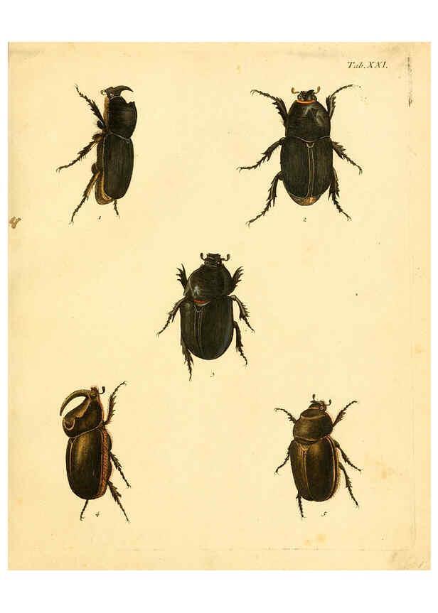 Reproducción/Reproduction 6008236123: Abbildungen zu Karl Illiger's Uebersetzung von Olivier's Entomologie plates Nürnberg :Gedruckt auf Kosten des Herausgebers,1802-1803