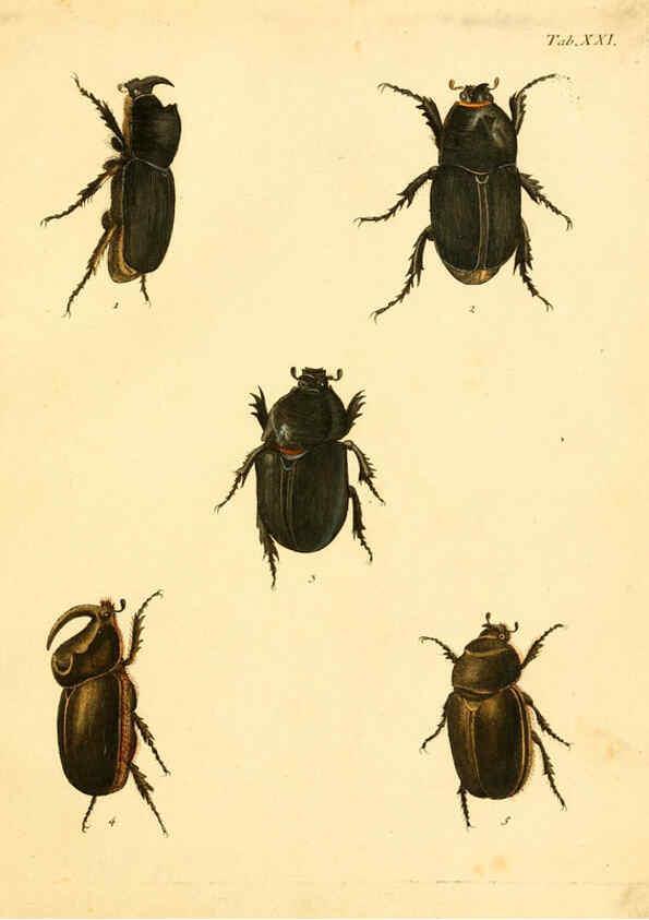 Reproducción/Reproduction 6008236123: Abbildungen zu Karl Illiger's Uebersetzung von Olivier's Entomologie plates Nürnberg :Gedruckt auf Kosten des Herausgebers,1802-1803