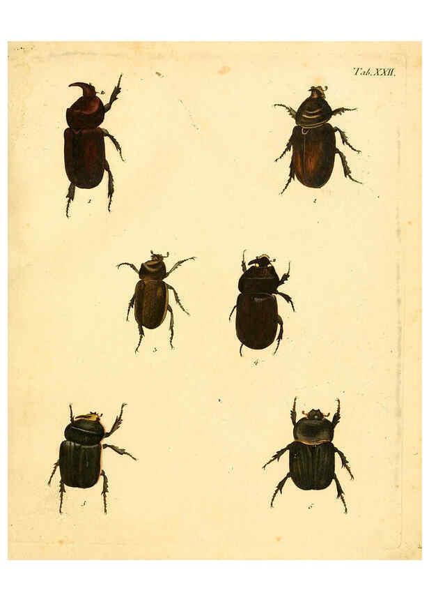 Reproducción/Reproduction 6008236273: Abbildungen zu Karl Illiger's Uebersetzung von Olivier's Entomologie plates Nürnberg :Gedruckt auf Kosten des Herausgebers,1802-1803
