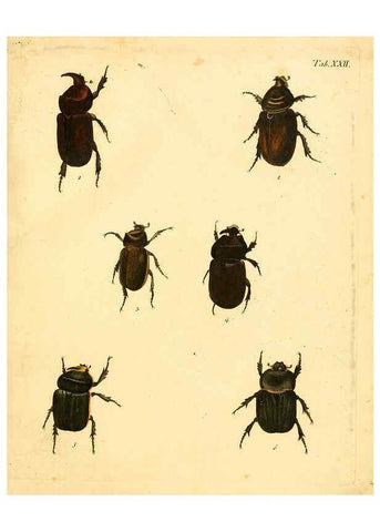Reproducción/Reproduction 6008236273: Abbildungen zu Karl Illiger's Uebersetzung von Olivier's Entomologie plates Nürnberg :Gedruckt auf Kosten des Herausgebers,1802-1803