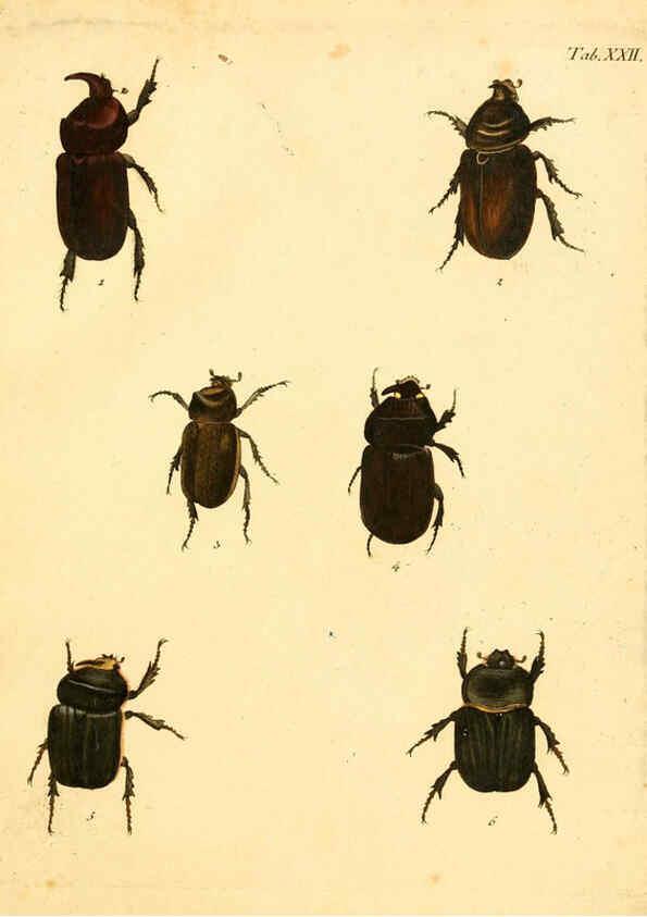 Reproducción/Reproduction 6008236273: Abbildungen zu Karl Illiger's Uebersetzung von Olivier's Entomologie plates Nürnberg :Gedruckt auf Kosten des Herausgebers,1802-1803