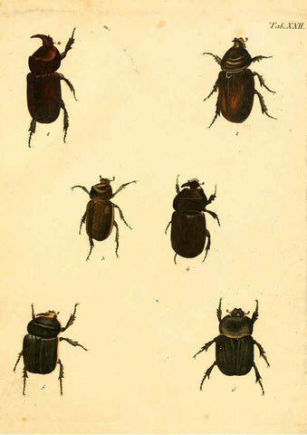 Reproducción/Reproduction 6008236273: Abbildungen zu Karl Illiger's Uebersetzung von Olivier's Entomologie plates Nürnberg :Gedruckt auf Kosten des Herausgebers,1802-1803