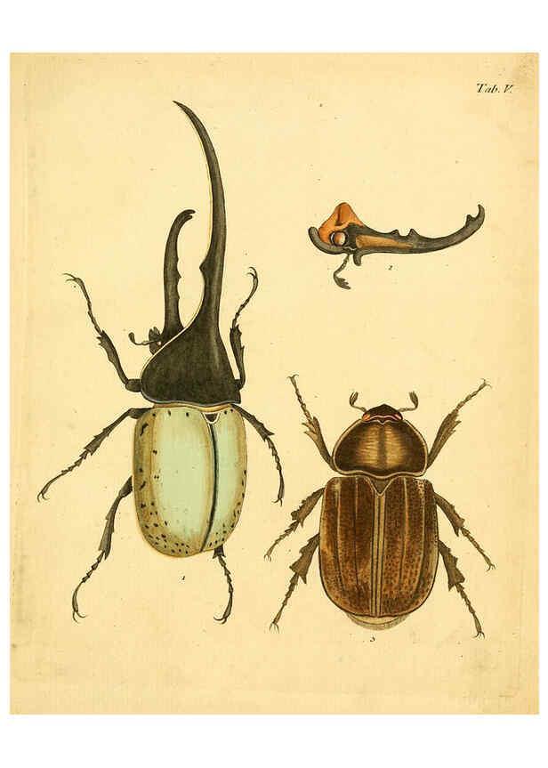 Reproducción/Reproduction 6008779820: Abbildungen zu Karl Illiger's Uebersetzung von Olivier's Entomologie plates Nürnberg :Gedruckt auf Kosten des Herausgebers,1802-1803