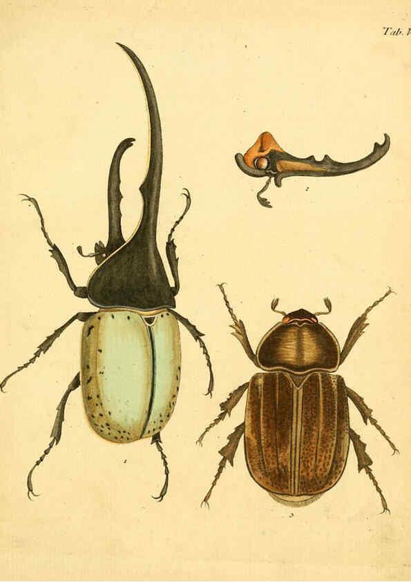 Reproducción/Reproduction 6008779820: Abbildungen zu Karl Illiger's Uebersetzung von Olivier's Entomologie plates Nürnberg :Gedruckt auf Kosten des Herausgebers,1802-1803