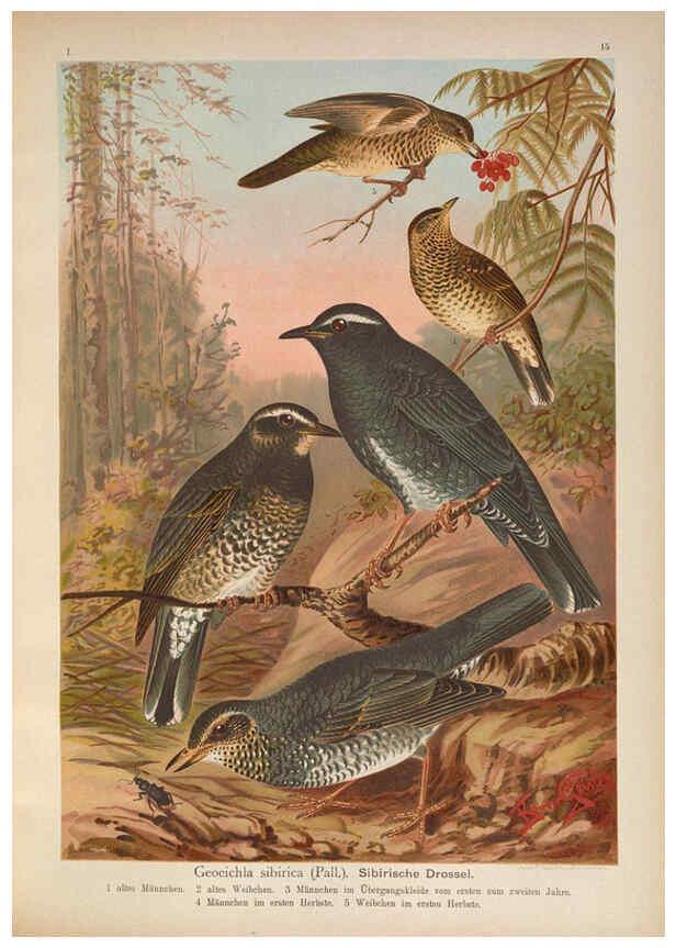 Reproducción/Reproduction 6008728282: Naumann, Naturgeschichte der Vögel Mitteleuropas. v.1 Gera-Untermhaus,F.E. Köhler,1897-1905 [v.1, 1905] 