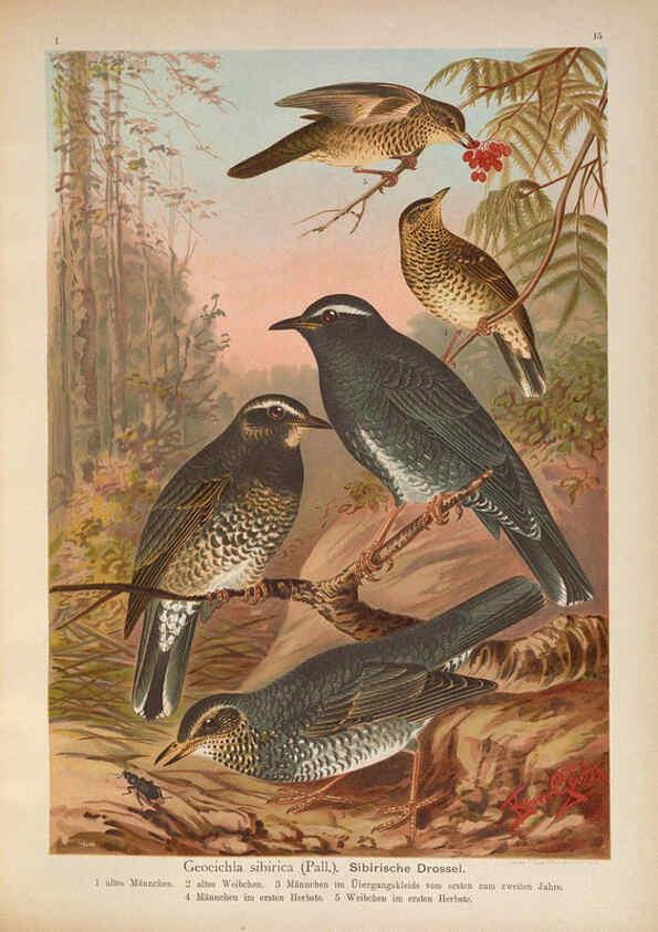 Reproducción/Reproduction 6008728282: Naumann, Naturgeschichte der Vögel Mitteleuropas. v.1 Gera-Untermhaus,F.E. Köhler,1897-1905 [v.1, 1905] 