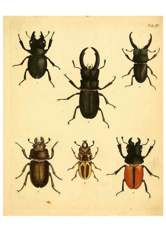 Reproducción/Reproduction 6008779610: Abbildungen zu Karl Illiger's Uebersetzung von Olivier's Entomologie plates Nürnberg :Gedruckt auf Kosten des Herausgebers,1802-1803
