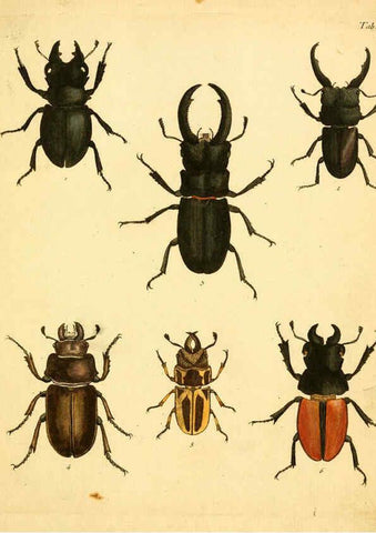 Reproducción/Reproduction 6008779610: Abbildungen zu Karl Illiger's Uebersetzung von Olivier's Entomologie plates Nürnberg :Gedruckt auf Kosten des Herausgebers,1802-1803