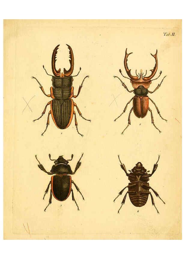Reproducción/Reproduction 6008231835: Abbildungen zu Karl Illiger's Uebersetzung von Olivier's Entomologie plates Nürnberg :Gedruckt auf Kosten des Herausgebers,1802-1803