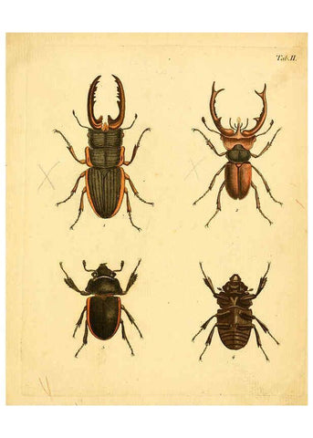 Reproducción/Reproduction 6008231835: Abbildungen zu Karl Illiger's Uebersetzung von Olivier's Entomologie plates Nürnberg :Gedruckt auf Kosten des Herausgebers,1802-1803