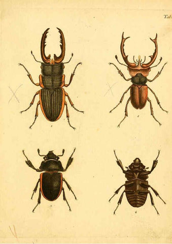 Reproducción/Reproduction 6008231835: Abbildungen zu Karl Illiger's Uebersetzung von Olivier's Entomologie plates Nürnberg :Gedruckt auf Kosten des Herausgebers,1802-1803