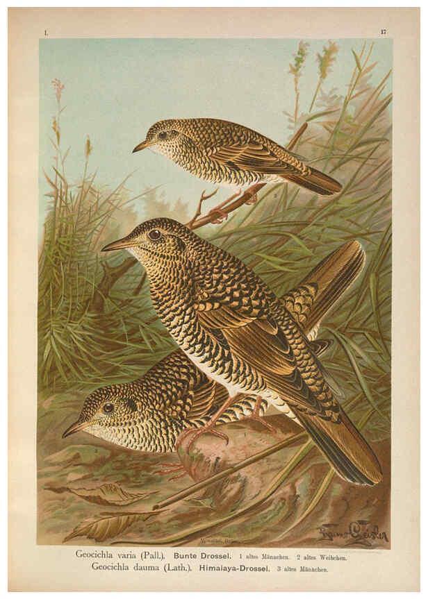 Reproducción/Reproduction 6008181511: Naumann, Naturgeschichte der Vögel Mitteleuropas. v.1 Gera-Untermhaus,F.E. Köhler,1897-1905 [v.1, 1905] 