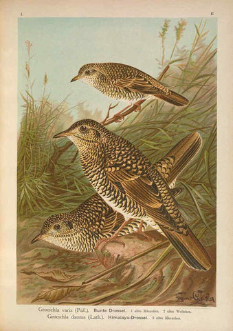 Reproducción/Reproduction 6008181511: Naumann, Naturgeschichte der Vögel Mitteleuropas. v.1 Gera-Untermhaus,F.E. Köhler,1897-1905 [v.1, 1905] 