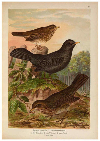 Reproducción/Reproduction 6008181849: Naumann, Naturgeschichte der Vögel Mitteleuropas. v.1 Gera-Untermhaus,F.E. Köhler,1897-1905 [v.1, 1905] 