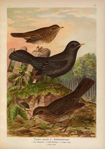 Reproducción/Reproduction 6008181849: Naumann, Naturgeschichte der Vögel Mitteleuropas. v.1 Gera-Untermhaus,F.E. Köhler,1897-1905 [v.1, 1905] 