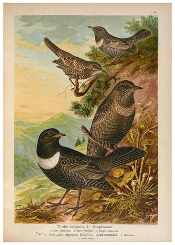 Reproducción/Reproduction 6008182007: Naumann, Naturgeschichte der Vögel Mitteleuropas. v.1 Gera-Untermhaus,F.E. Köhler,1897-1905 [v.1, 1905] 