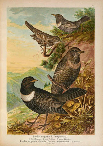 Reproducción/Reproduction 6008182007: Naumann, Naturgeschichte der Vögel Mitteleuropas. v.1 Gera-Untermhaus,F.E. Köhler,1897-1905 [v.1, 1905] 