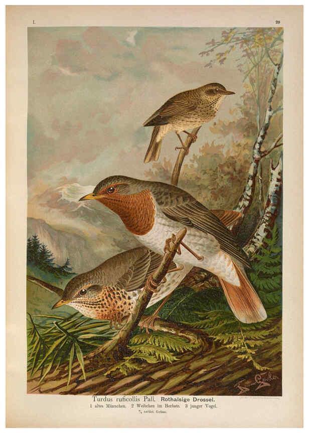 Reproducción/Reproduction 6008182309: Naumann, Naturgeschichte der Vögel Mitteleuropas. v.1 Gera-Untermhaus,F.E. Köhler,1897-1905 [v.1, 1905] 