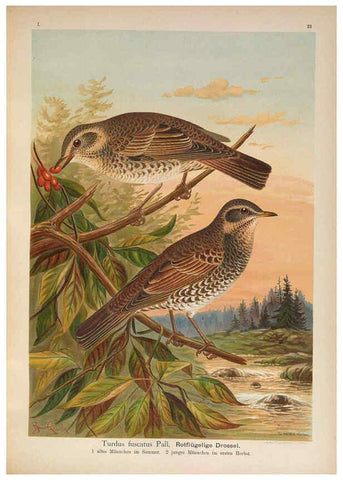 Reproducción/Reproduction 6008182537: Naumann, Naturgeschichte der Vögel Mitteleuropas. v.1 Gera-Untermhaus,F.E. Köhler,1897-1905 [v.1, 1905] 