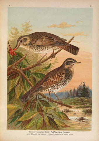 Reproducción/Reproduction 6008182537: Naumann, Naturgeschichte der Vögel Mitteleuropas. v.1 Gera-Untermhaus,F.E. Köhler,1897-1905 [v.1, 1905] 