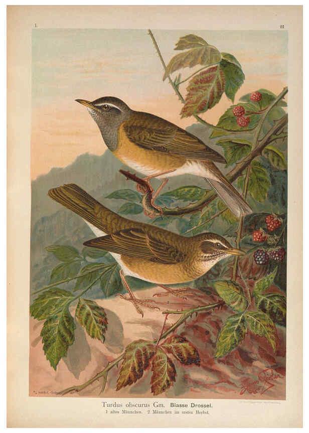 Reproducción/Reproduction 6008729848: Naumann, Naturgeschichte der Vögel Mitteleuropas. v.1 Gera-Untermhaus,F.E. Köhler,1897-1905 [v.1, 1905] 