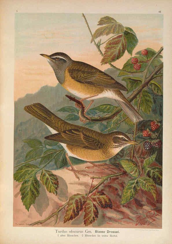 Reproducción/Reproduction 6008729848: Naumann, Naturgeschichte der Vögel Mitteleuropas. v.1 Gera-Untermhaus,F.E. Köhler,1897-1905 [v.1, 1905] 