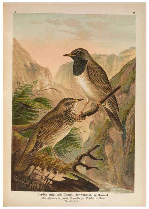 Reproducción/Reproduction 6008730116: Naumann, Naturgeschichte der Vögel Mitteleuropas. v.1 Gera-Untermhaus,F.E. Köhler,1897-1905 [v.1, 1905] 