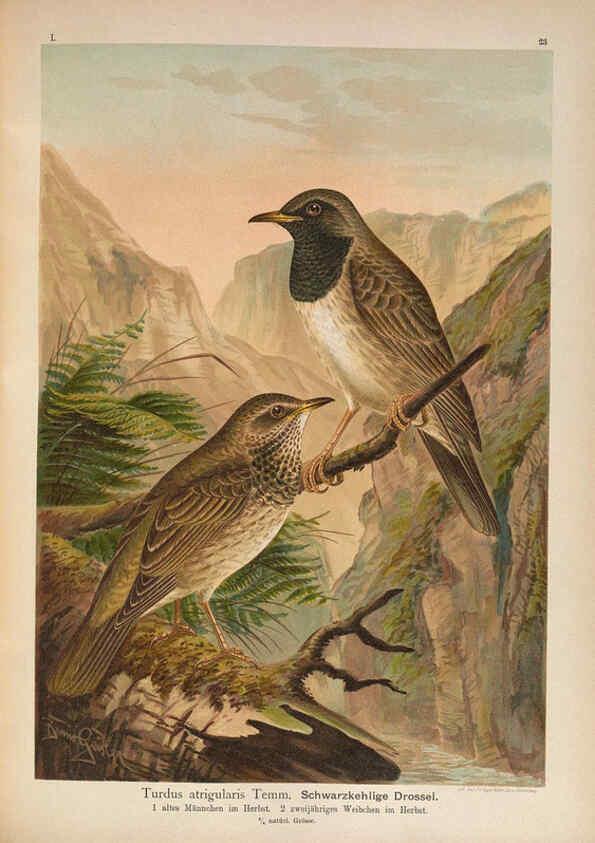 Reproducción/Reproduction 6008730116: Naumann, Naturgeschichte der Vögel Mitteleuropas. v.1 Gera-Untermhaus,F.E. Köhler,1897-1905 [v.1, 1905] 