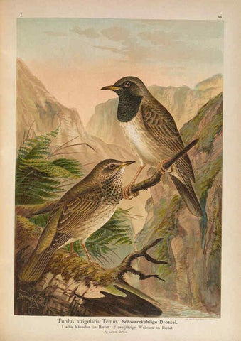 Reproducción/Reproduction 6008730116: Naumann, Naturgeschichte der Vögel Mitteleuropas. v.1 Gera-Untermhaus,F.E. Köhler,1897-1905 [v.1, 1905] 