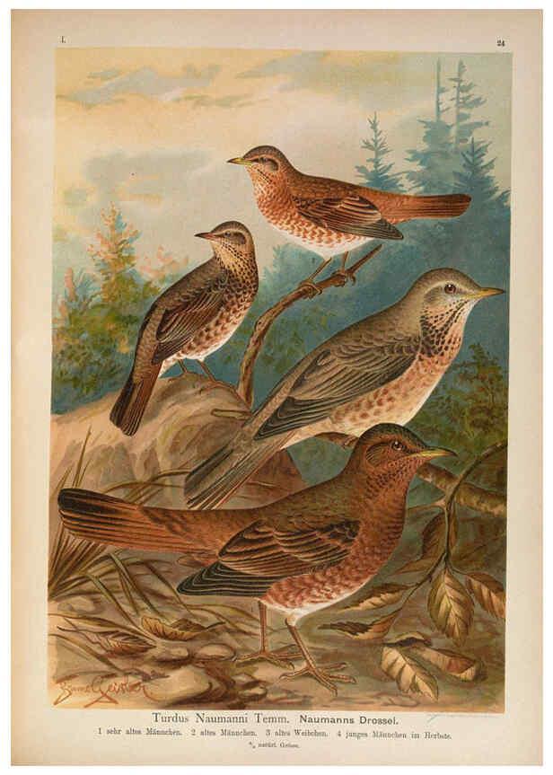 Reproducción/Reproduction 6008183239: Naumann, Naturgeschichte der Vögel Mitteleuropas. v.1 Gera-Untermhaus,F.E. Köhler,1897-1905 [v.1, 1905] 