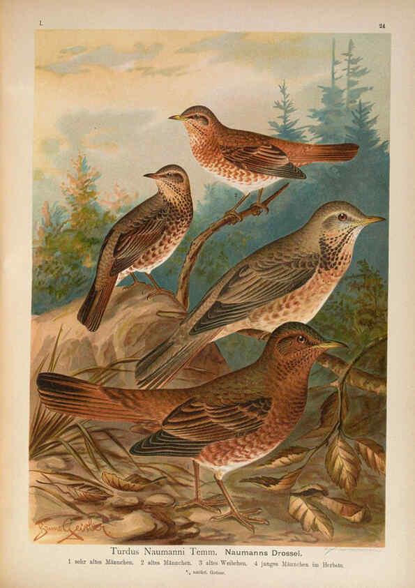 Reproducción/Reproduction 6008183239: Naumann, Naturgeschichte der Vögel Mitteleuropas. v.1 Gera-Untermhaus,F.E. Köhler,1897-1905 [v.1, 1905] 