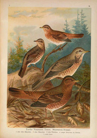 Reproducción/Reproduction 6008183239: Naumann, Naturgeschichte der Vögel Mitteleuropas. v.1 Gera-Untermhaus,F.E. Köhler,1897-1905 [v.1, 1905] 