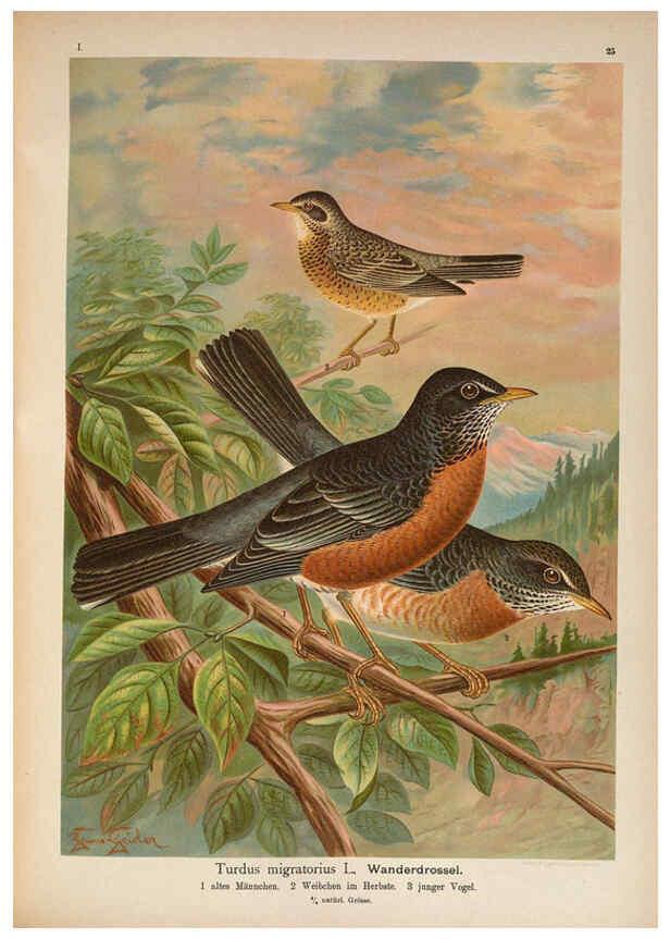 Reproducción/Reproduction 6008730536: Naumann, Naturgeschichte der Vögel Mitteleuropas. v.1 Gera-Untermhaus,F.E. Köhler,1897-1905 [v.1, 1905] 