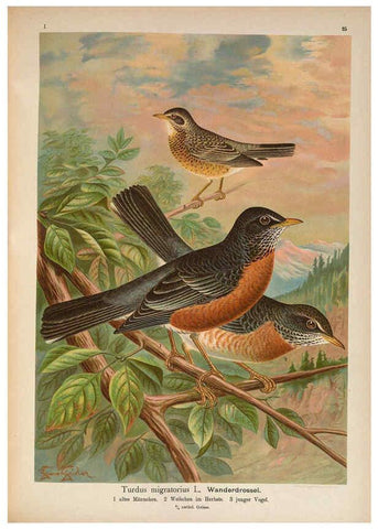 Reproducción/Reproduction 6008730536: Naumann, Naturgeschichte der Vögel Mitteleuropas. v.1 Gera-Untermhaus,F.E. Köhler,1897-1905 [v.1, 1905] 