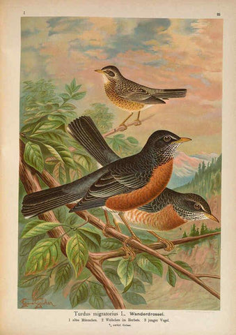 Reproducción/Reproduction 6008730536: Naumann, Naturgeschichte der Vögel Mitteleuropas. v.1 Gera-Untermhaus,F.E. Köhler,1897-1905 [v.1, 1905] 