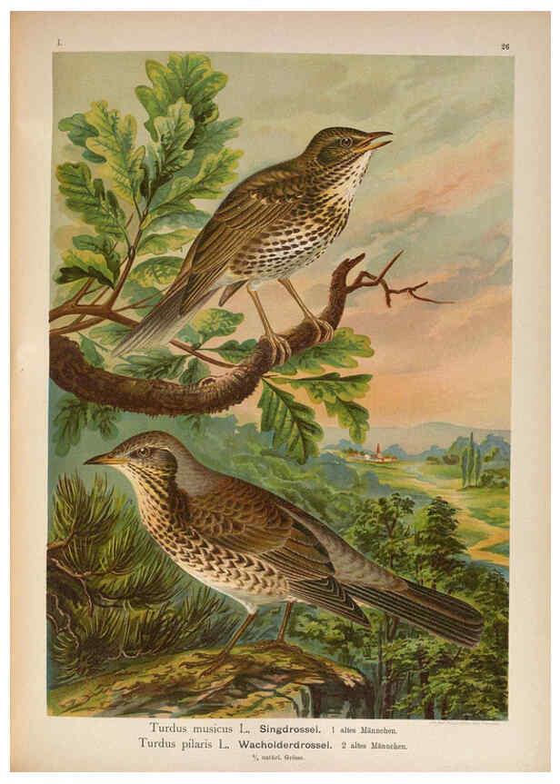 Reproducción/Reproduction 6008183691: Naumann, Naturgeschichte der Vögel Mitteleuropas. v.1 Gera-Untermhaus,F.E. Köhler,1897-1905 [v.1, 1905] 