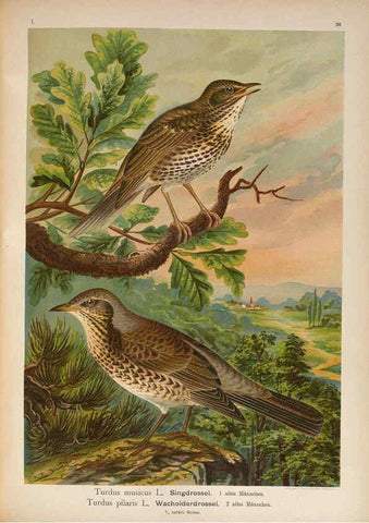 Reproducción/Reproduction 6008183691: Naumann, Naturgeschichte der Vögel Mitteleuropas. v.1 Gera-Untermhaus,F.E. Köhler,1897-1905 [v.1, 1905] 