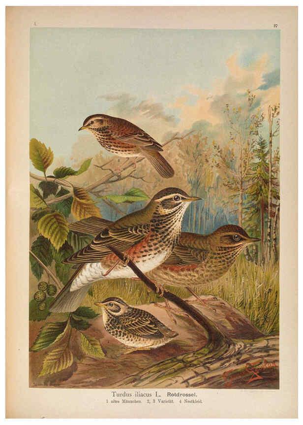 Reproducción/Reproduction 6008183997: Naumann, Naturgeschichte der Vögel Mitteleuropas. v.1 Gera-Untermhaus,F.E. Köhler,1897-1905 [v.1, 1905] 