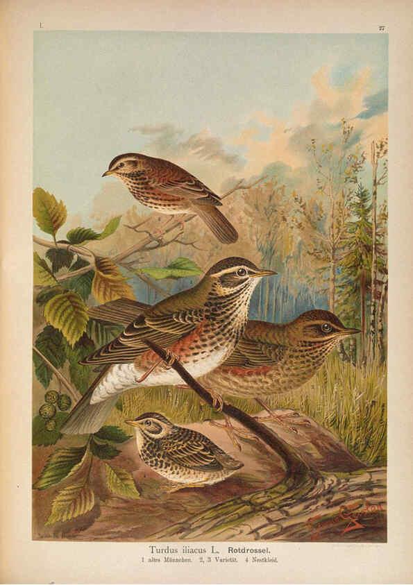 Reproducción/Reproduction 6008183997: Naumann, Naturgeschichte der Vögel Mitteleuropas. v.1 Gera-Untermhaus,F.E. Köhler,1897-1905 [v.1, 1905] 