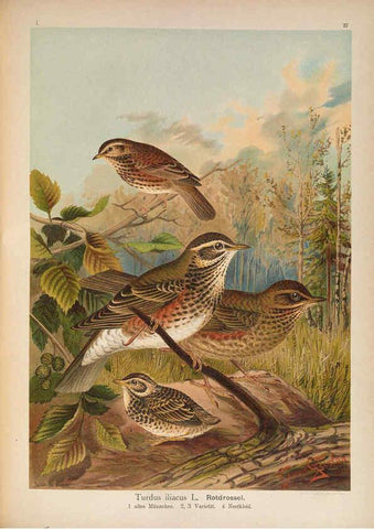 Reproducción/Reproduction 6008183997: Naumann, Naturgeschichte der Vögel Mitteleuropas. v.1 Gera-Untermhaus,F.E. Köhler,1897-1905 [v.1, 1905] 